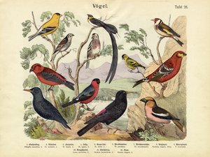 Vogels, ca. 1860 door German School